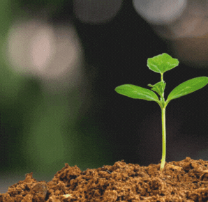 298 x 290 Blog Agronfy